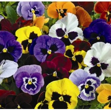 Виола  КРУПНОЦВЕТКОВАЯ Дельта Ол Колорис  (разные расцветки)